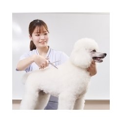 愛犬美容科・愛犬美容研究科