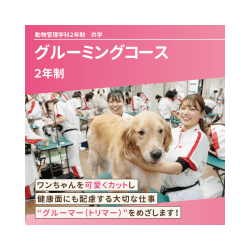 グルーミングコース