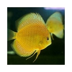 海洋生物研究学科(4年制)