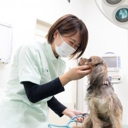 オープンキャンパス/動物看護師体験コース